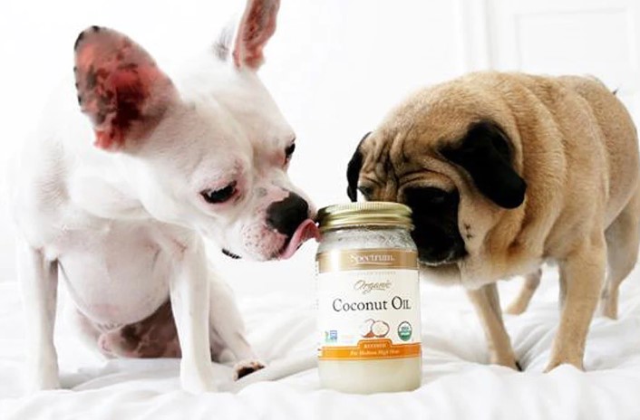 Benefits of Leaving Coconut Oil on Your Dog's Fur Overnight