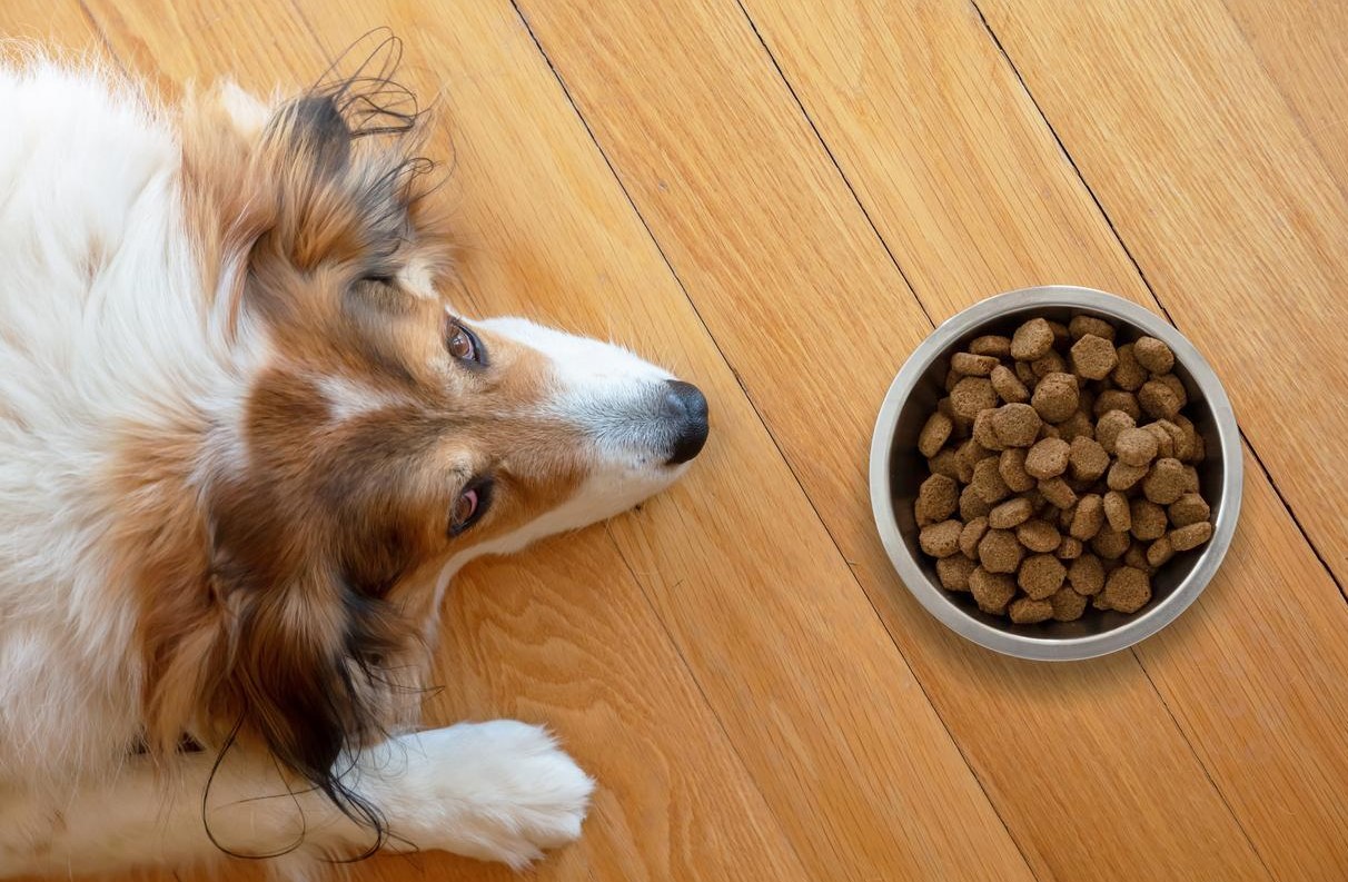 Can Adding Water to Dry Dog Food Cause Diarrhea
