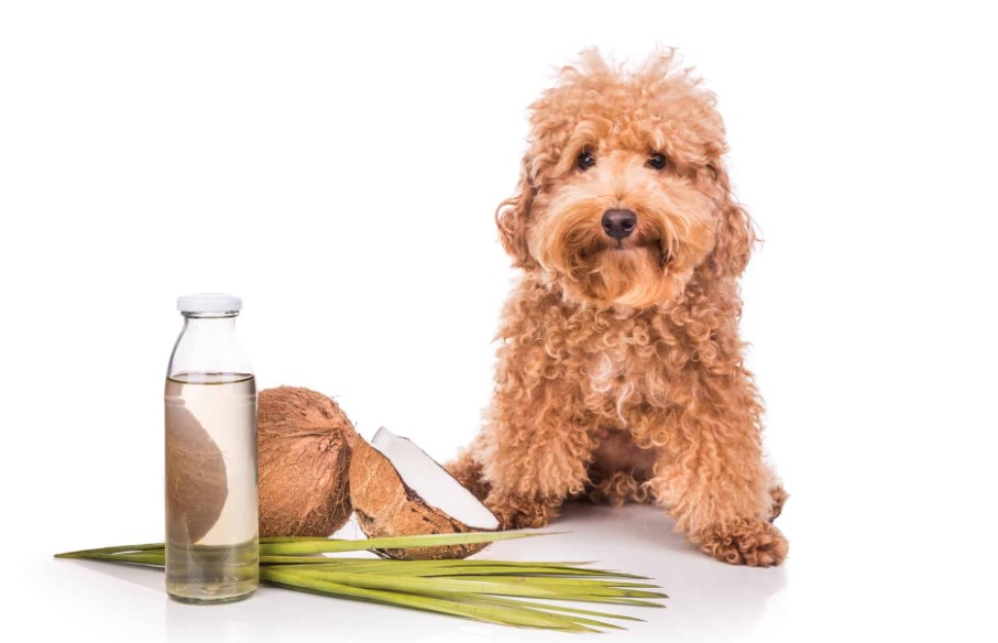 Can I Leave Coconut Oil on My Dog Overnight