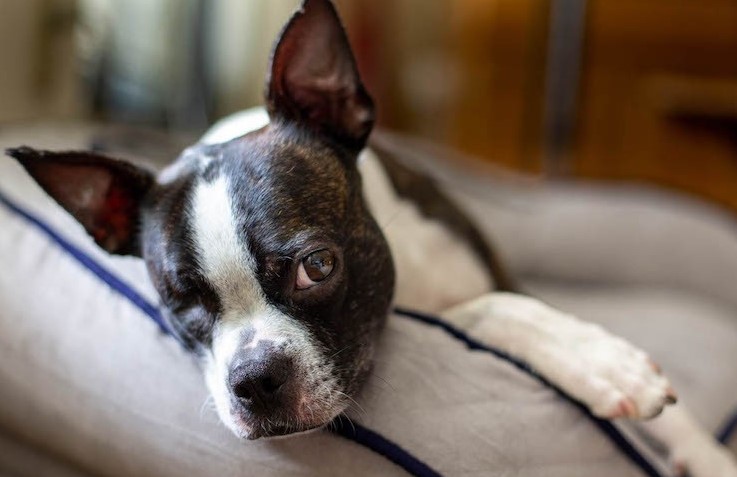 Can My Dog Jump on the Couch After Heartworm Treatment?