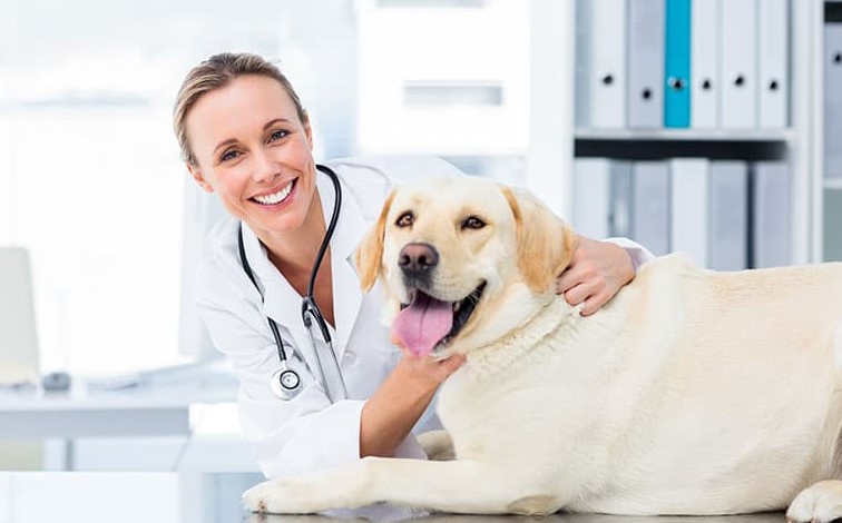 Consulting Your Vet