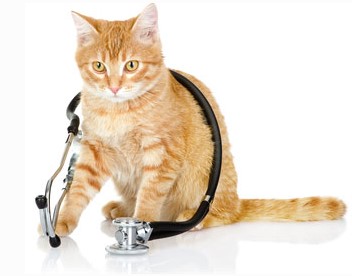 Health Issues