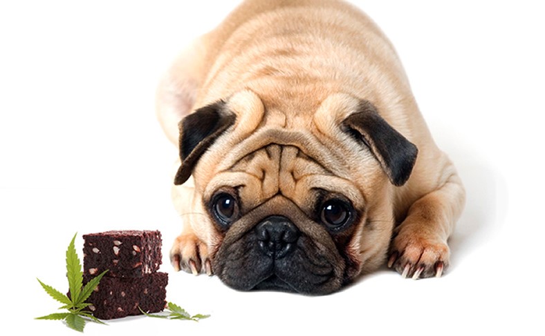 How Common Is Cannabis Poisoning in Dogs
