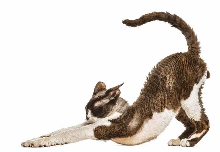 How to Stretch Your Cat