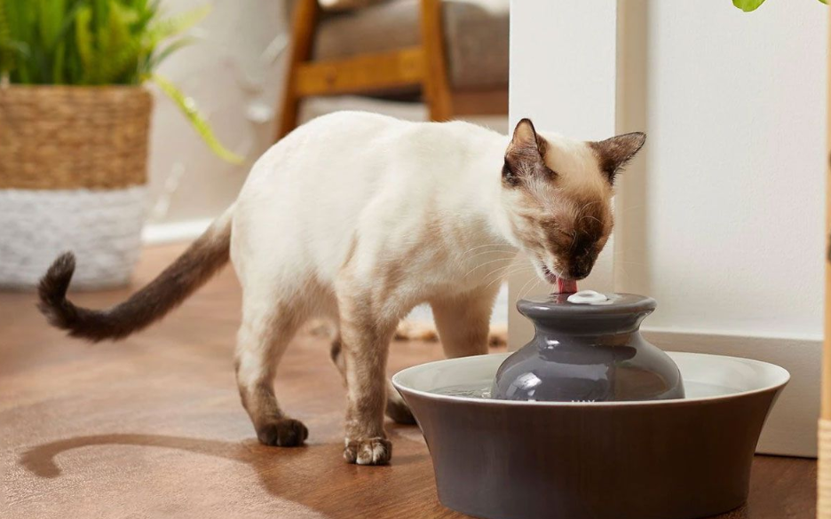 Image of a cat enjoying fresh, clean water from a fountain or filtered bowl.
