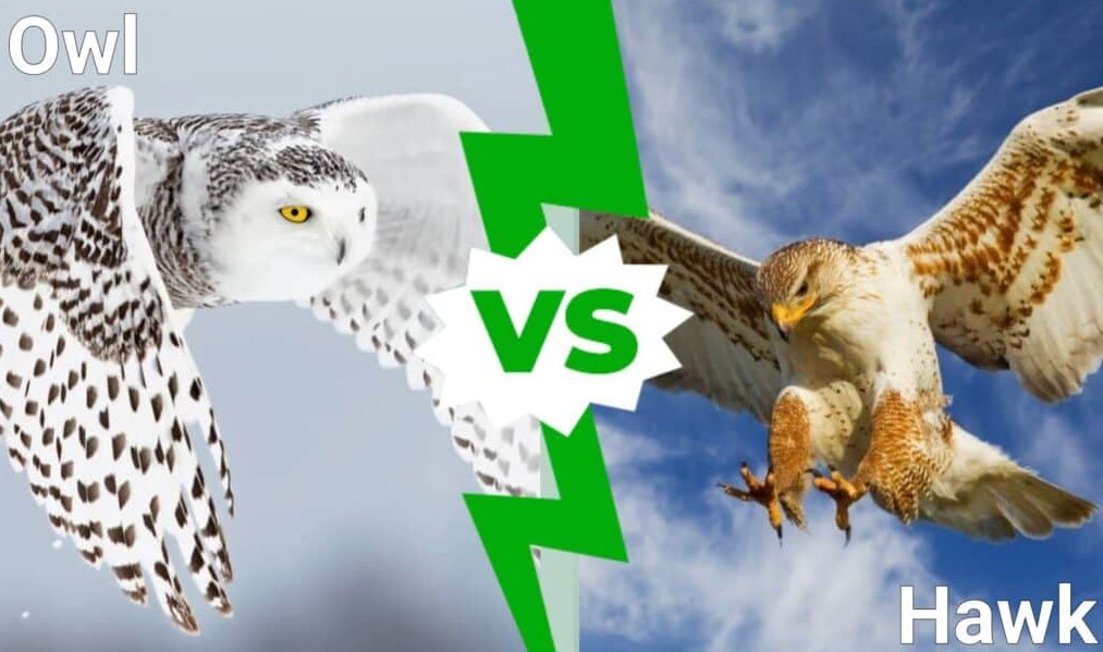 Owls and Hawks