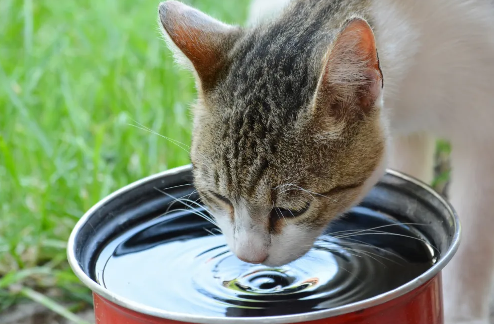 Picture of a cat drinking water from a bowl.