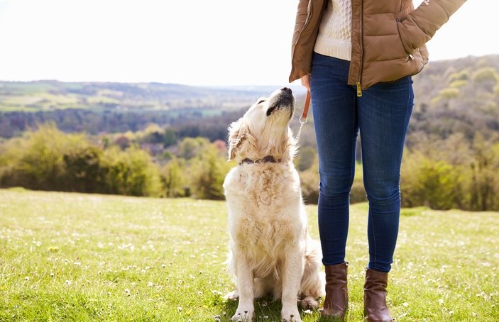 Protecting Your Dog and Others