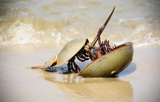 The Mysterious Horseshoe Crab