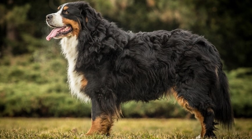 The Truth About Shaving Your Bernese Mountain Dog