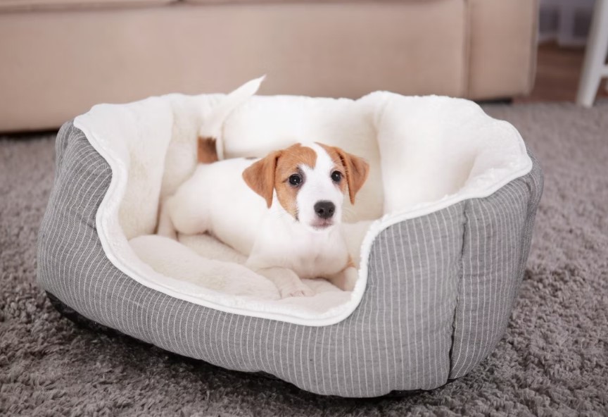Tips for Cleaning and Maintaining Your Dog's Bed
