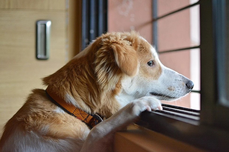 What to Do if Your Dog Waits
