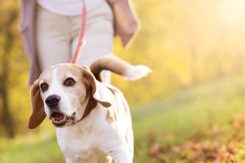 When Is It Safe to Walk Your Dog Again