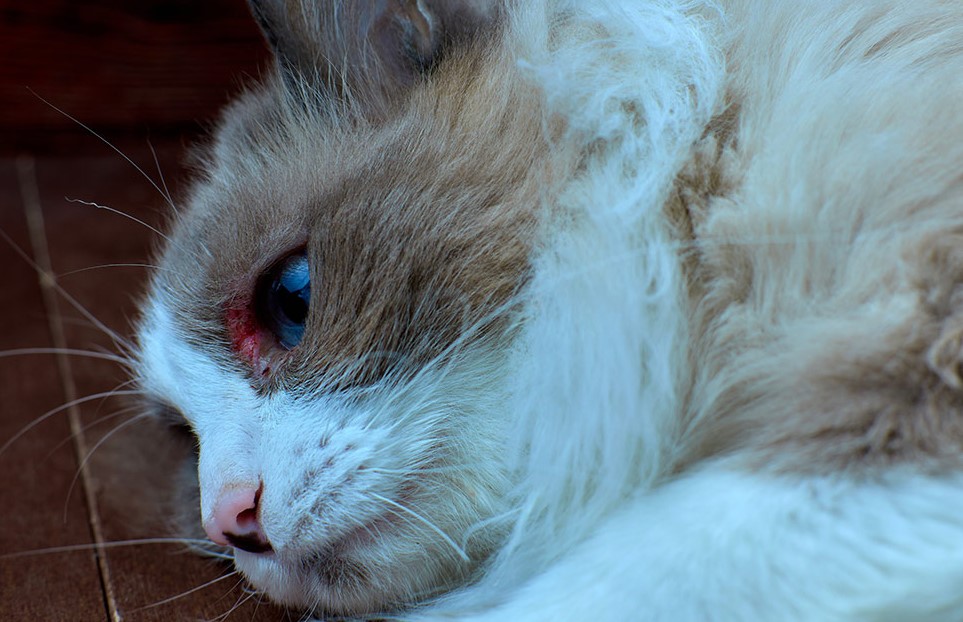 Can I Put Aquaphor On My Cat A Comprehensive Guide can-i-put-aquaphor-on-my-cat-a-comprehensive-guide