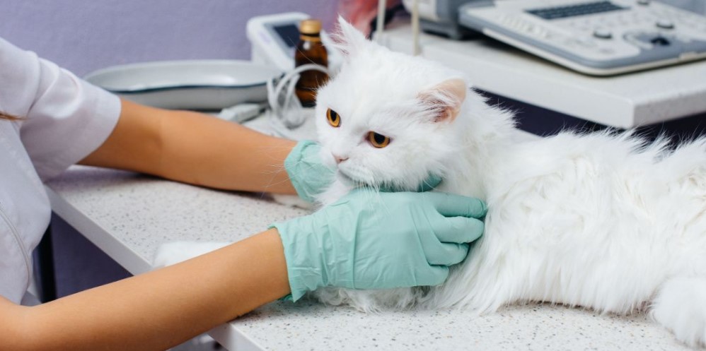 Assessing a Cat's Health Before Anesthesia