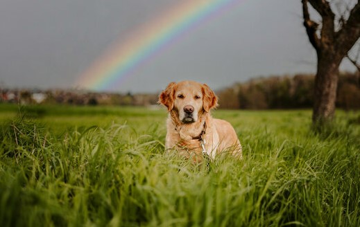 How Do I Know My Dog Crossed the Rainbow Bridge