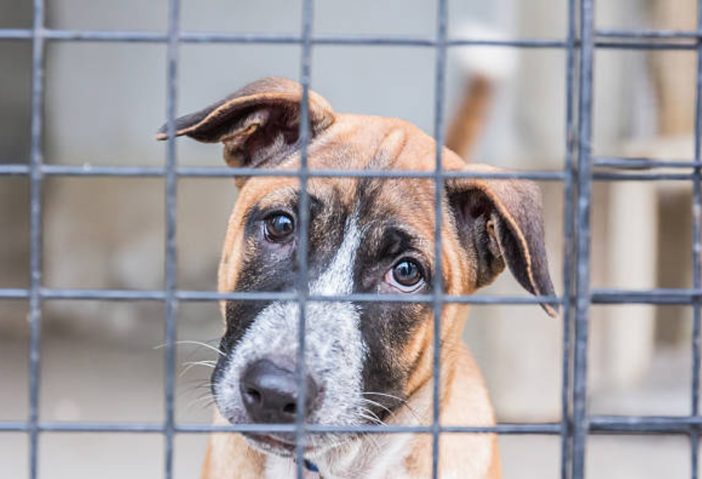 Image of a dog with a sad expression or in a cage, symbolizing potential outcomes like impoundment or euthanasia.