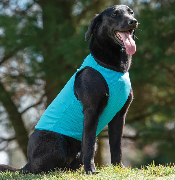 Images of comfortable harnesses, cooling vests, portable water bowls, and warm-up.