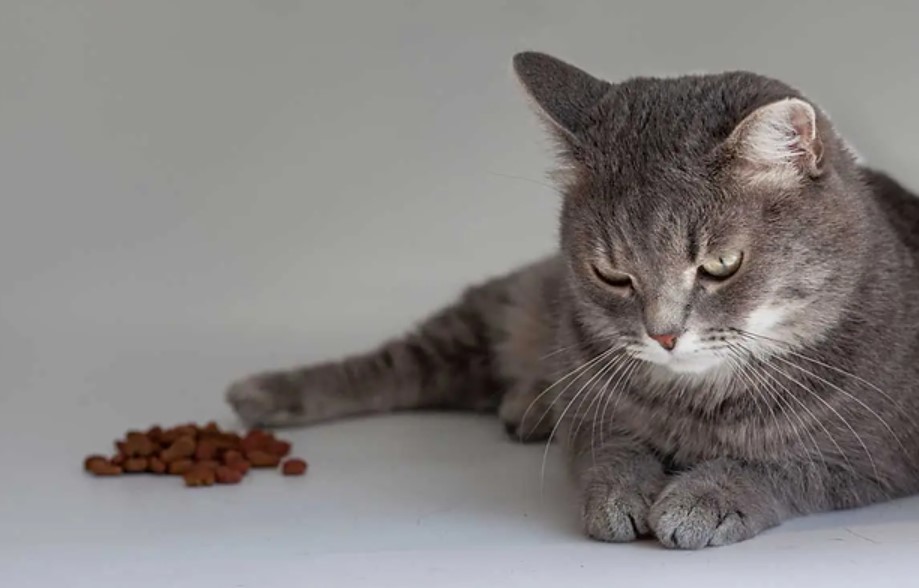 What to Feed a Cat with Pancreatitis? A Comprehensive Guide