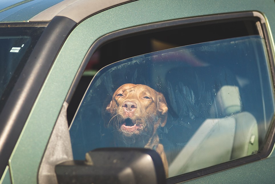 Never Leave Your Dog in a Hot Car