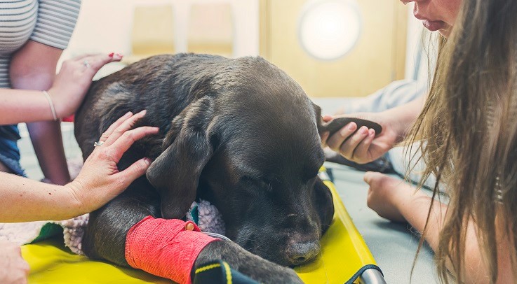 Did I put my dog to sleep too soon