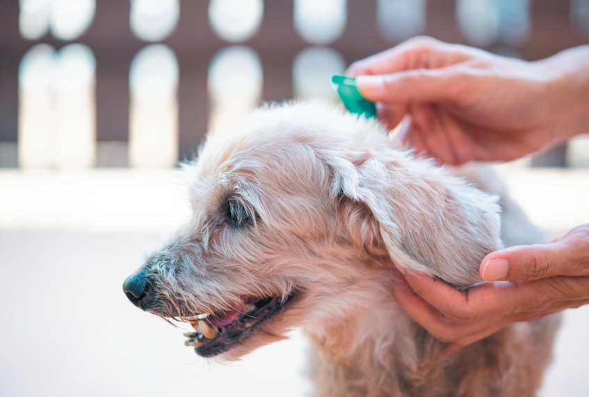 Owner applying flea and tick prevention medication on the dog.