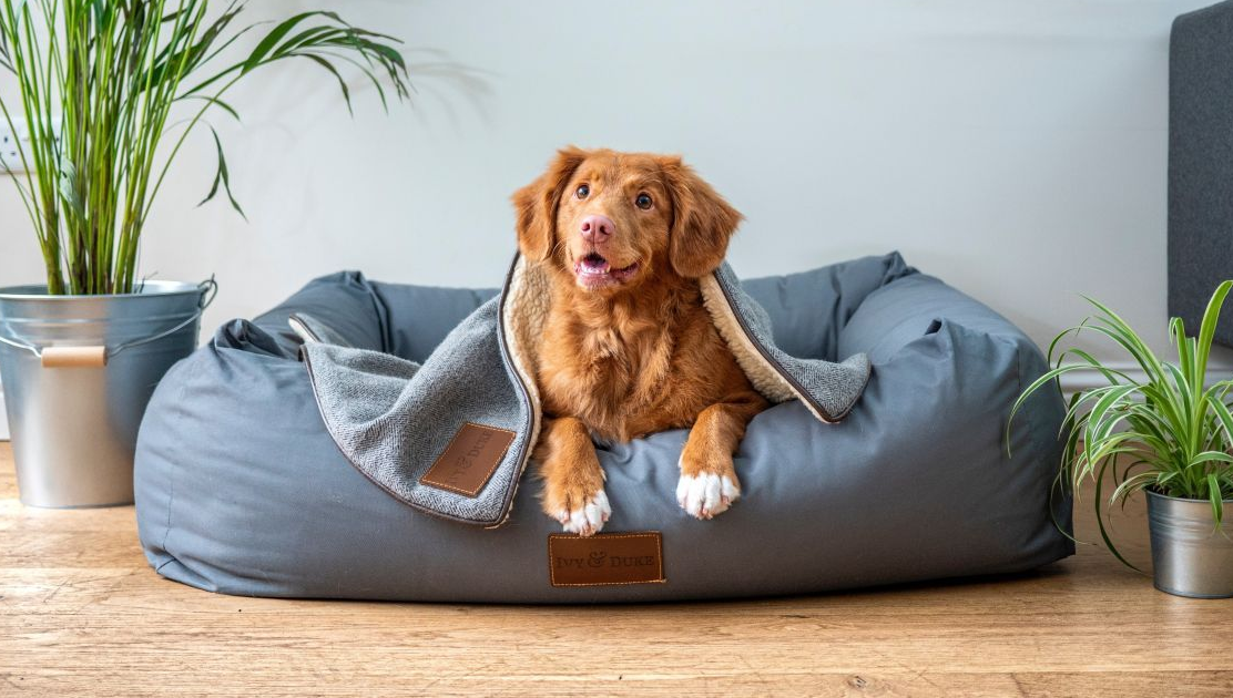 Picture of a dog bed with a removable cover being taken off, highlighting the convenience.
