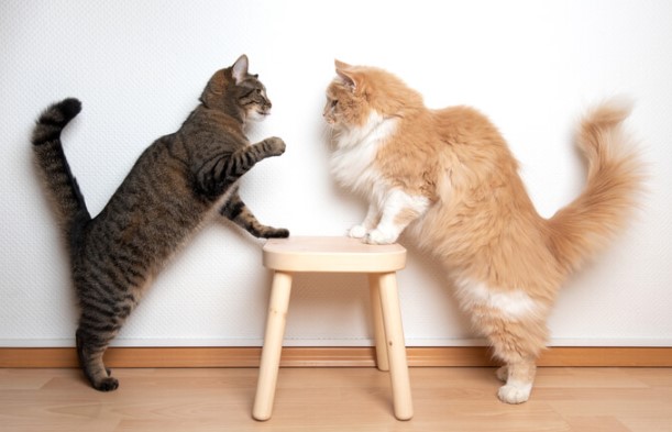 Playful Behavior