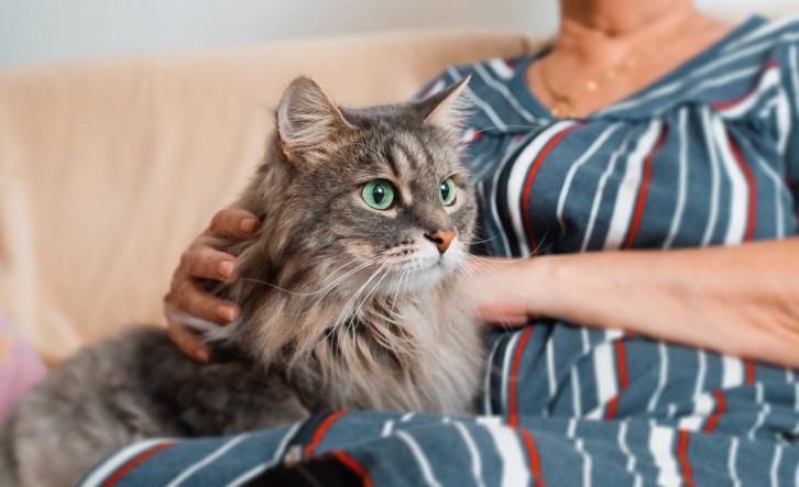 Post-Anesthesia Care for Older Cats