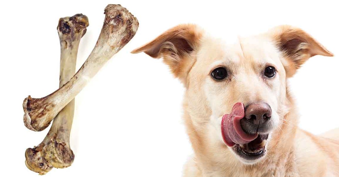 Risks of Feeding Your Dog Rotisserie Chicken