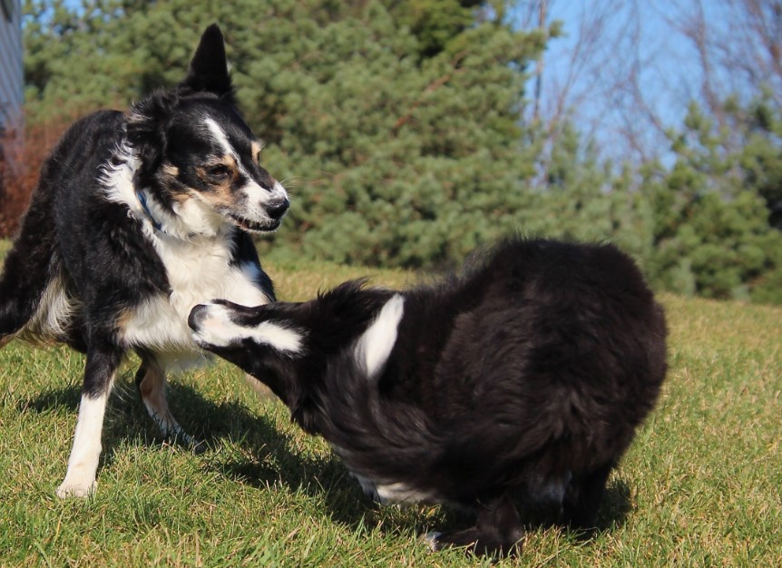 Understanding Canine Play Behavior