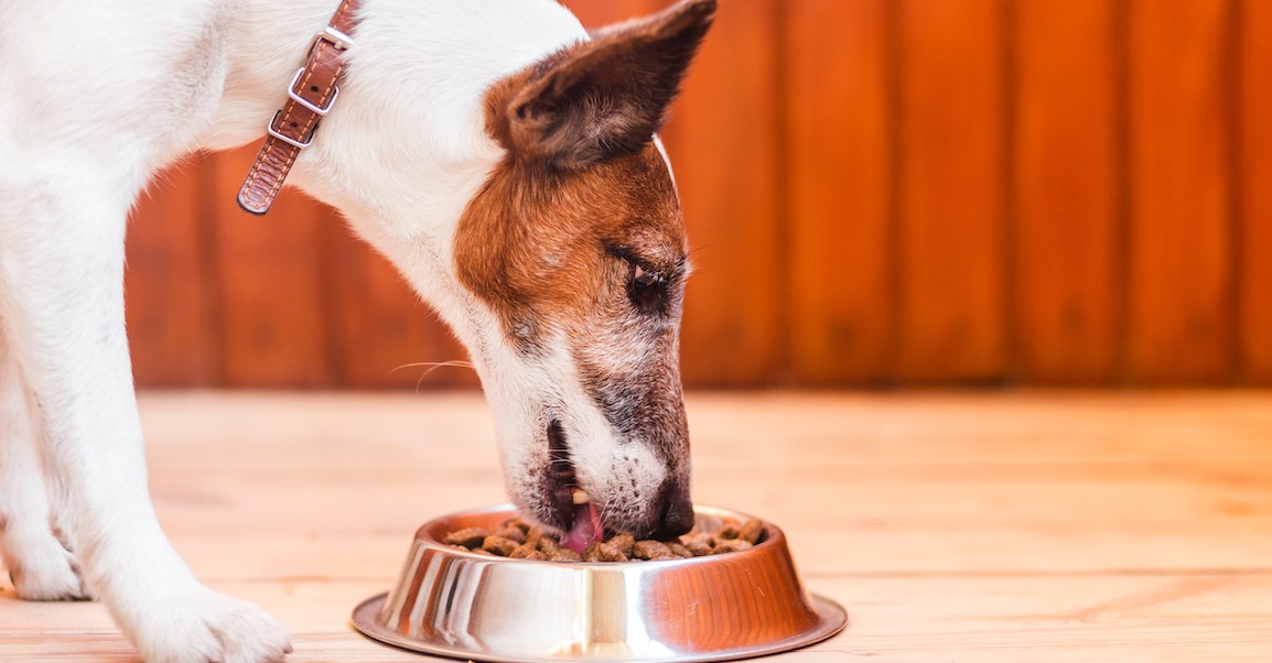 Understanding Doggy Diets
