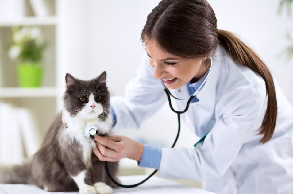 A cat at the veterinarian's office or receiving a check-up.