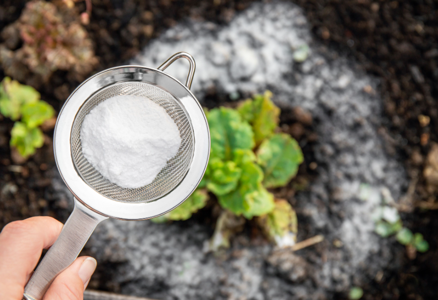 A picture of a garden with a close-up of someone sprinkling baking soda onto the soil. You can include arrows or text to indicate how baking soda neutralizes acidity.