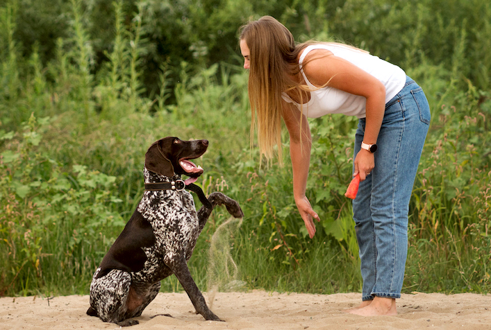 Seek professional guidance from a certified dog trainer