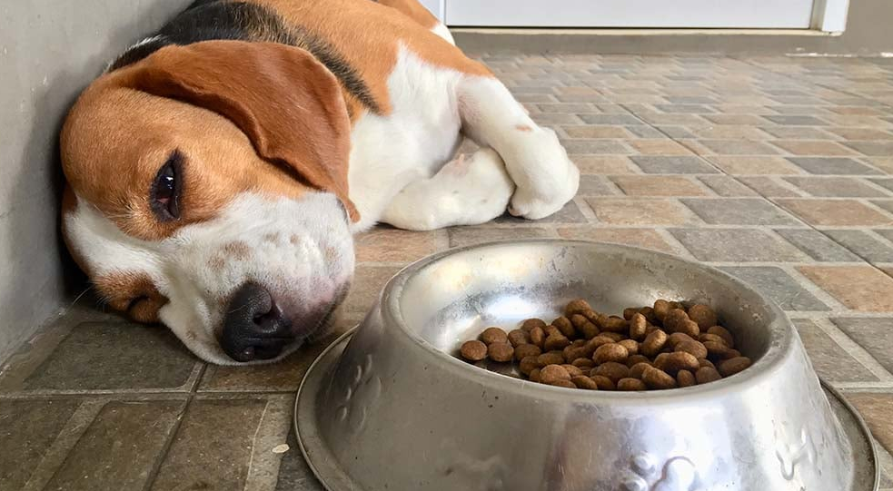 Additional Tips for Preventing Upset Tummies in Dogs