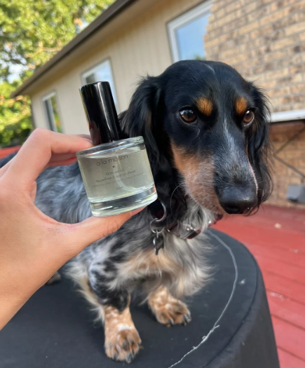 Dog-Friendly Fragrances