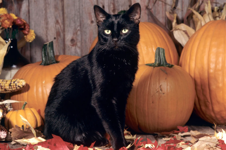 Feature logos or promotional images of organizations like ASPCA, The Black Cat Sanctuary, and Alley Cat Allies to encourage support and adoption of black cats.