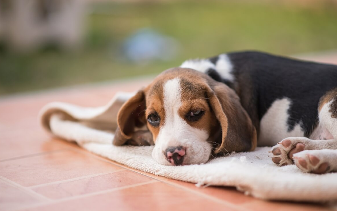 What Would Happen if a Dog Took Trazodone?