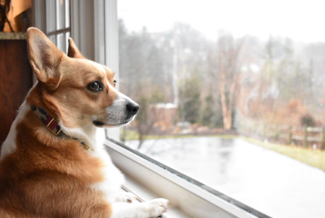 Keeping Your Dog Safe with Trazodone