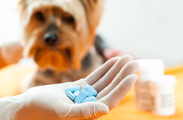 Some Human Medications That Dogs Should Avoid