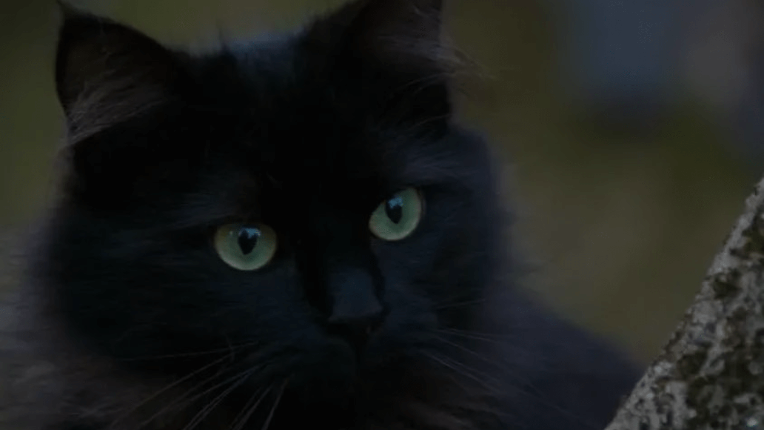 Can Ragdoll Cats Have Green Eyes Featured Images01