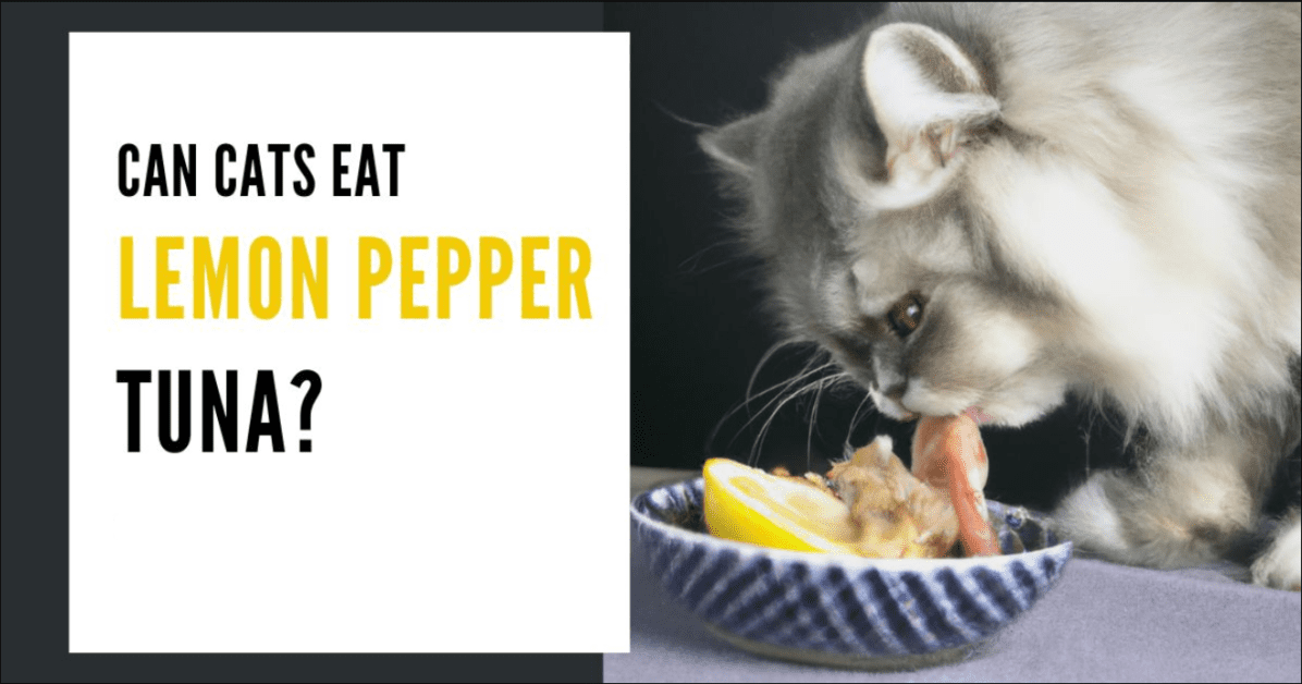 Can Cats Eat Lemon Pepper Tuna? Risks & Benefits