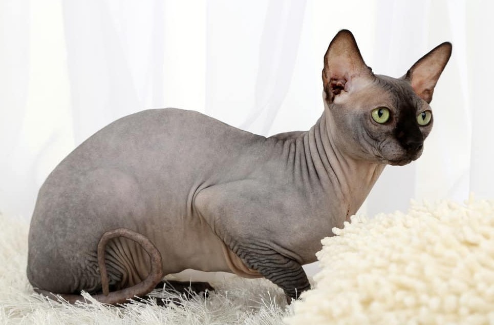 Do Hairless Cats Poop on Walls? [Sphynx Cat Behavior]