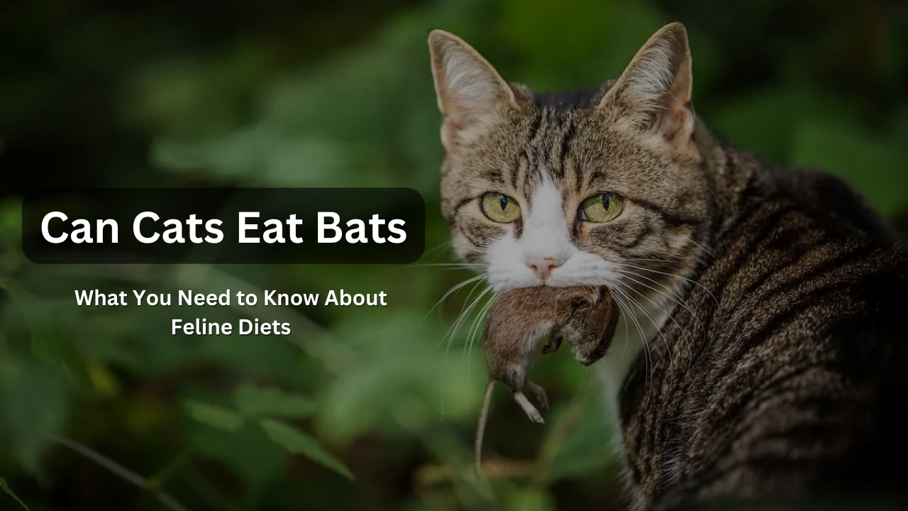 Can Cats Eat Bats Featured Img