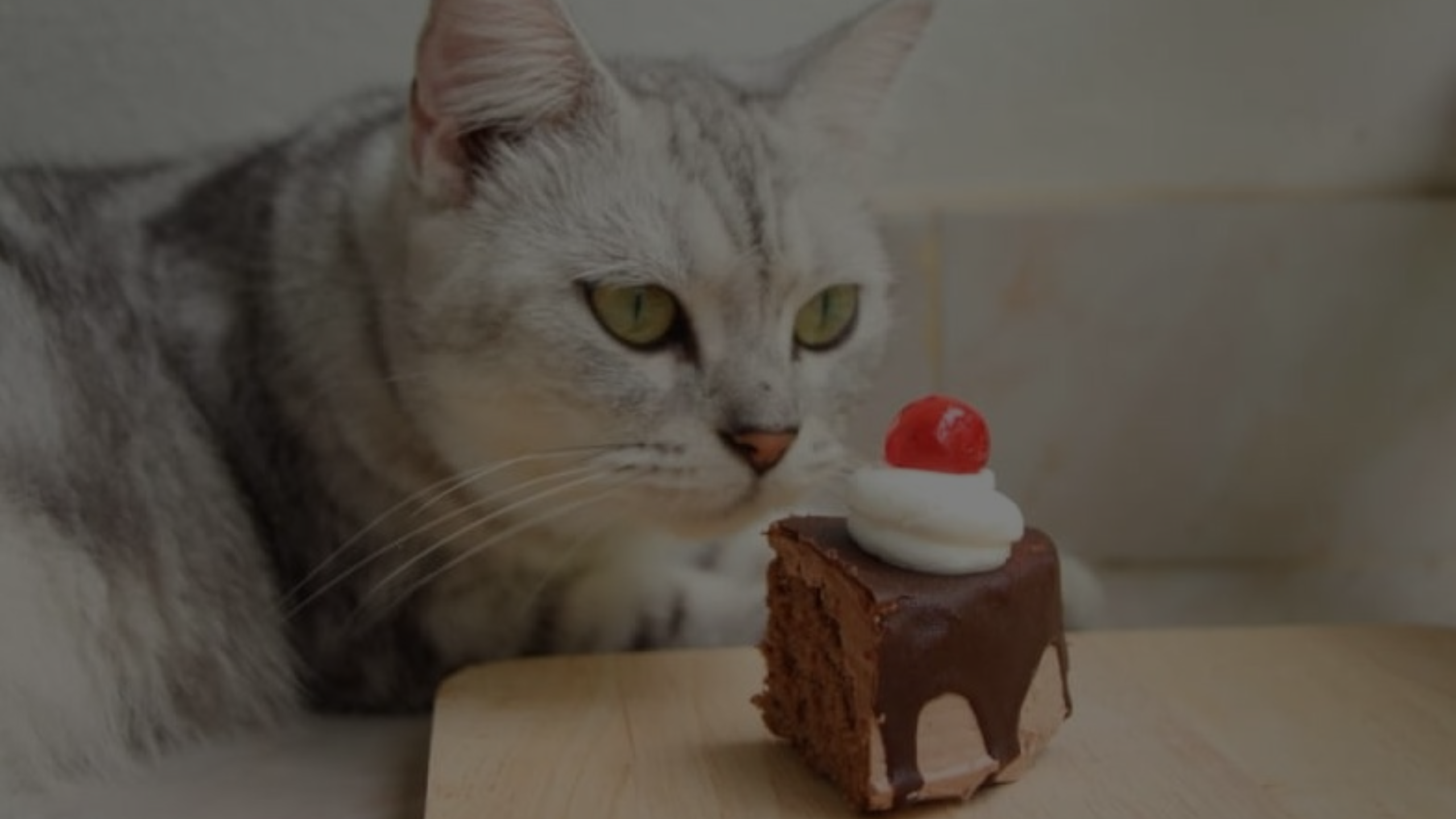 Can Cats Eat Gummy Bears Featured Images