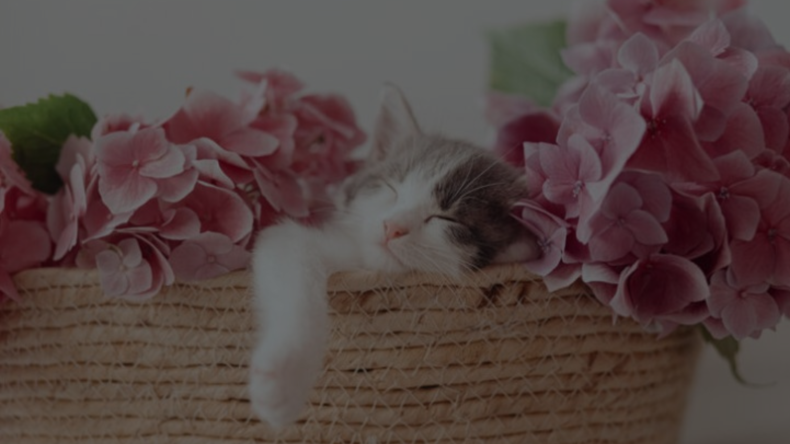 Can Cats Eat Lychee Featured Images01