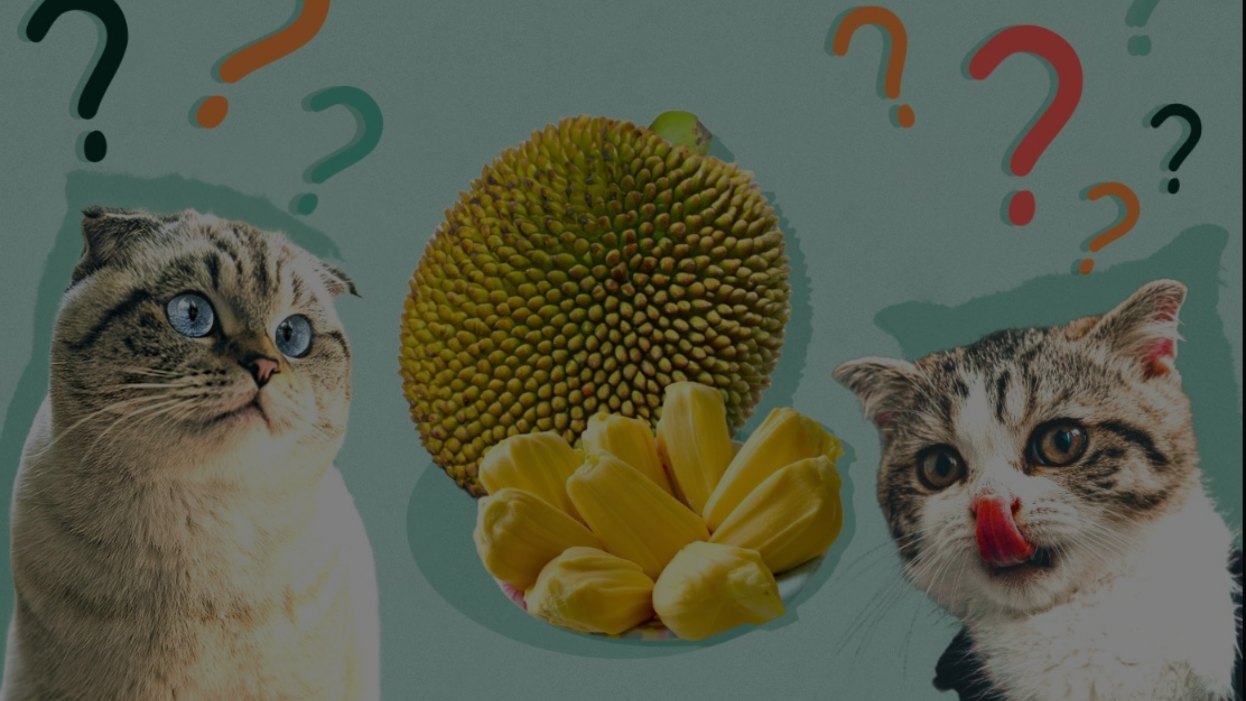 Can Cats Eat Rambutan Featured Images