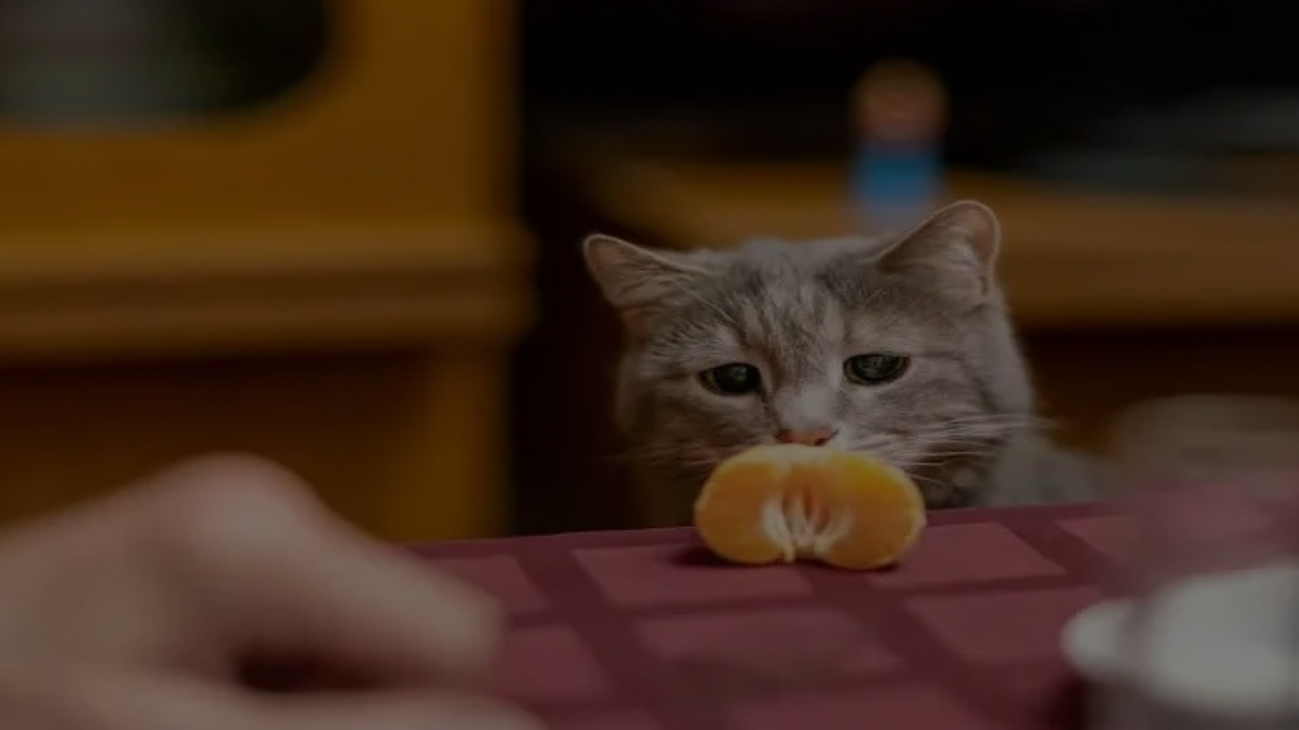Can Cats Eat Tangerines Featured Images