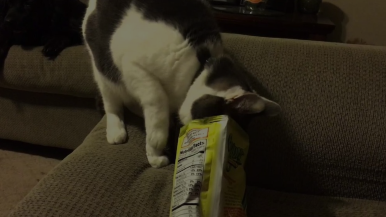 Can Cats Have Funyuns?
